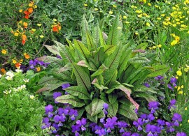 rumex_sanguineus habit